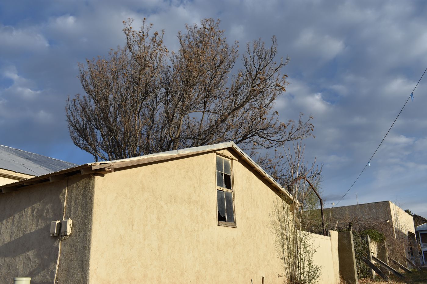A plain adobe building with a bare tree above its roofline on a back street in Marfa, Texas